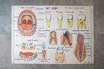 Vintage schoolposter, schoolplaat gebit, ademhaling 1969, Antiek en Kunst, Antiek | Schoolplaten, Ophalen of Verzenden, Natuur en Biologie