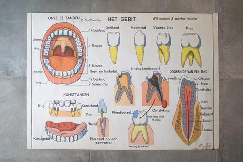 Vintage schoolposter, schoolplaat gebit, ademhaling 1969, Antiek en Kunst, Antiek | Schoolplaten, Natuur en Biologie, Ophalen of Verzenden