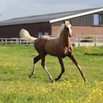 1ste premie Palomino merrieveulen, Dieren en Toebehoren, Pony's, Merrie, Gechipt, Niet van toepassing, 0 tot 2 jaar