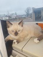 kitten, Dieren en Toebehoren, Katten en Kittens | Raskatten | Korthaar, Poes, 0 tot 2 jaar