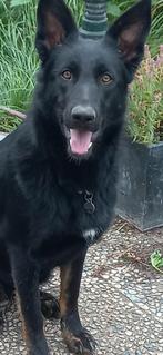 Duitse herder, Dieren en Toebehoren, Honden | Herdershonden en Veedrijvers, Teef, Parvo, Eén hond, 3 tot 5 jaar