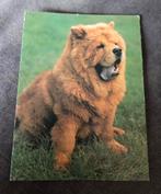 Chow Chow - Hond, Verzenden, 1980 tot heden, Gelopen, Hond of Kat