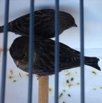 Diverse kleuren kanaries, Dieren en Toebehoren, Vogels | Kanaries, Meerdere dieren, Kleurkanarie