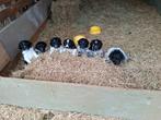 Fantastische friese stabij pups!!, Dieren en Toebehoren, Rabiës (hondsdolheid), Overige rassen, 8 tot 15 weken, Meerdere