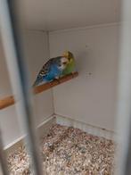 Dun fallow., Meerdere dieren, Parkiet, Geringd