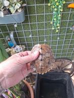 Zaagrug waterschildpad, Dieren en Toebehoren, Reptielen en Amfibieën