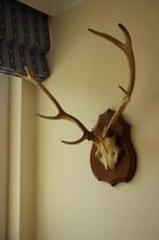 Taxidermie gewei hert 8-ender, Ophalen, Gebruikt, Hert, Gewei of Kop