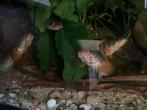 Channa gachua ‘gold’, Dieren en Toebehoren, Vis