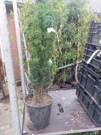 Taxus baccata 'Fastigiata Robusta', Ophalen, Taxus, Minder dan 100 cm