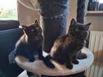 Britse korthaar kittens mogen direct verhuizen, Dieren en Toebehoren, Katten en Kittens | Raskatten | Korthaar, Ontwormd, Meerdere dieren