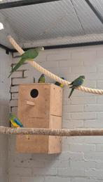 Barraband parkiet pop 2025, Dieren en Toebehoren, Vrouwelijk, Parkiet, Geringd