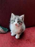 Twee mooie en schattige katertjes, Dieren en Toebehoren, Katten en Kittens | Overige Katten, Kater