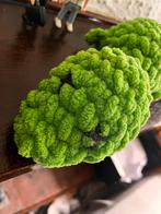 Antoine de croc, Tuin en Terras, Aarde en Mest, Ophalen of Verzenden, Tuinaarde