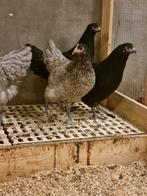 Australorp hennen, Dieren en Toebehoren, Vogels | Overige Vogels, Vrouwelijk