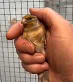 Bastaard putter/ Timbrado kanarie pop, Vrouwelijk, Wildzangvogel