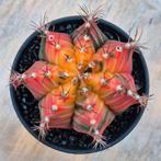 Cactus Gymnocalycium Mihanovichii p8 (9)