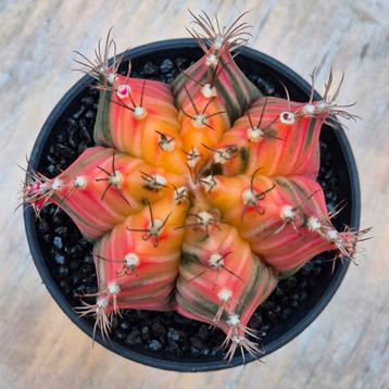 Cactus Gymnocalycium Mihanovichii p8 (9) beschikbaar voor biedingen