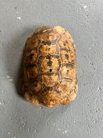 schildpad schild curiosa rariteitenkabinet taxidermie, Antiek en Kunst, Ophalen of Verzenden