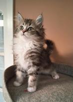 Britse langhaar kruising kittens mogen verhuizen, Dieren en Toebehoren, Katten en Kittens | Overige Katten, Meerdere dieren, Langharig