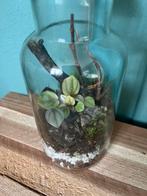 Terrarium met zilveren peperomia en mos ecosystem, Overige soorten, In pot, Minder dan 100 cm, Bloeiende kamerplant