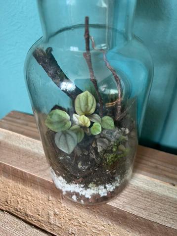 Terrarium met zilveren peperomia en mos ecosystem beschikbaar voor biedingen