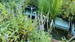 Veronica spicata, Volle zon, Vaste plant, Zomer, Ophalen