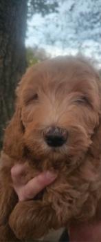 Nog 1elegante doodledreamdoodle, Dieren en Toebehoren, Nederland, Overige rassen, CDV (hondenziekte), 8 tot 15 weken