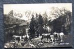 Koeien op de Jungfrau, Monch en Eiger bergtoppen, 1928, Verzenden, Voor 1920, Gelopen, Overige soorten
