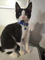 4 maanden., Dieren en Toebehoren, Katten en Kittens | Overige Katten, Poes