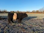 Belted galloway stier te huur tot +/- juni, Eén persoon