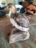 Opgezette Dodaars, Verzamelen, Dierenverzamelingen, Ophalen, Vogel, Opgezet dier