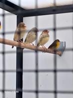 Te koop binzeastrilde, Dieren en Toebehoren, Vogels | Overige Vogels, Meerdere dieren