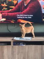 Oranje kitten, Dieren en Toebehoren, Katten en Kittens | Overige Katten, Kater