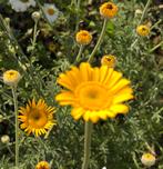 Gele kamille stekken - Anthemis tinctoria, Volle zon, Vaste plant, Zomer, Ophalen