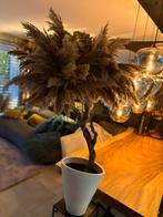 Decoratieve pluimgras boom in witte pot, Ophalen, Zo goed als nieuw
