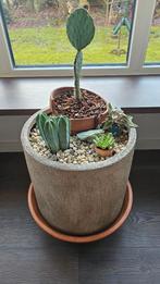 Complete Bloempot pot met planten (D46 x H85), Kunststof, Gebruikt, 40 cm of meer, Rond