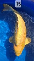 Yamabuki Ogon - Momotaro - 73cm - female-8jr, Dieren en Toebehoren, Karper of Koi