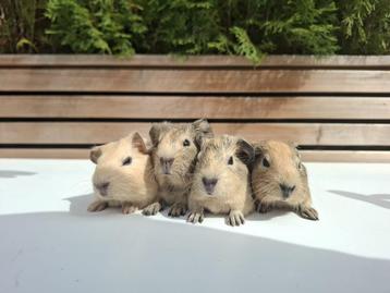 Lieve crème en agouti cavia's beschikbaar voor biedingen