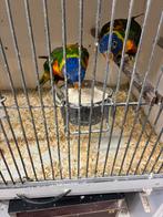 Jonge lori’s van blauwe bergen, Dieren en Toebehoren, Geslacht onbekend, Parkiet, Geringd