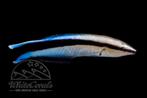 Labroides Dimidiatus / Poetsvis, Vis, Zoutwatervis