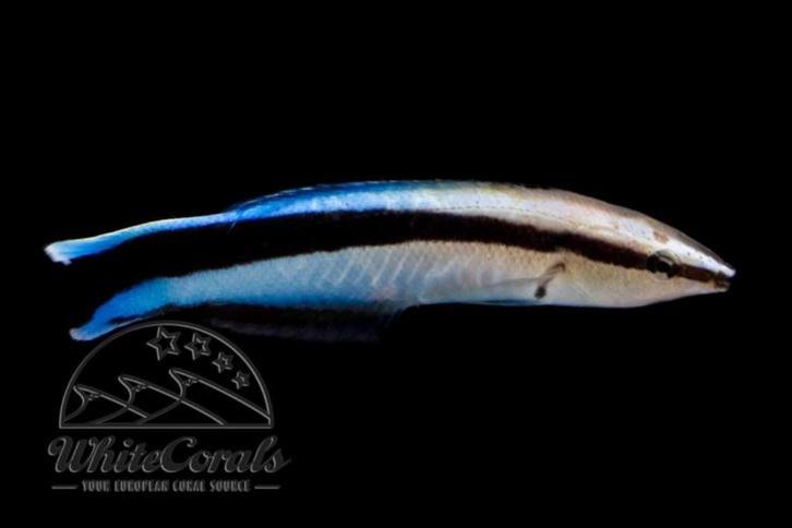 Labroides Dimidiatus / Poetsvis, Dieren en Toebehoren, Vissen | Aquariumvissen, Zoutwatervis, Vis
