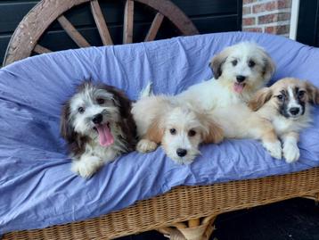 BOOMER PUPS                  Lief en schattig !!! beschikbaar voor biedingen
