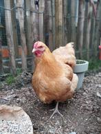 Buff Orpington hen – 1 jaar oud, Vrouwelijk, Kip