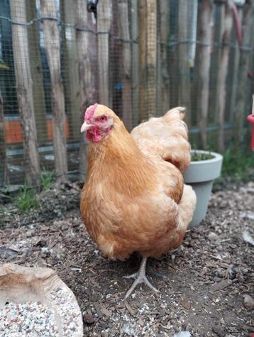 Buff Orpington hen – 1 jaar oud
 beschikbaar voor biedingen