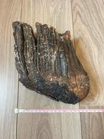 Mammoet kies, Verzamelen, Mineralen en Fossielen, Ophalen, Fossiel
