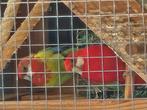 Rosella pop, Vrouwelijk, Parkiet