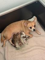 Pomchi puppy’s, Dieren en Toebehoren, Honden | Chihuahua's en Gezelschapshonden, Overige rassen, 8 tot 15 weken, Parvo, Meerdere