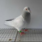 Kleurpostduif kleurpostduiven postduif kleurduif sierduif, Dieren en Toebehoren, Vogels | Duiven, Mannelijk, Postduif