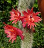 cactus - Monkey tail cactus - apenstaart, Ophalen of Verzenden, Cactus, Volle zon, Minder dan 100 cm