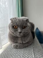 Britse kort haar enscottish fold kittens, Poes